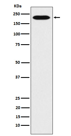 Rabbit monoclonal antibody