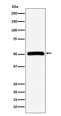 Rabbit monoclonal antibody