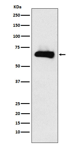 Rabbit monoclonal antibody