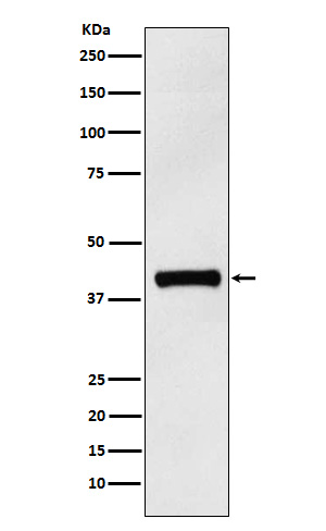 Rabbit monoclonal antibody