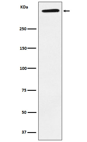 Rabbit monoclonal antibody