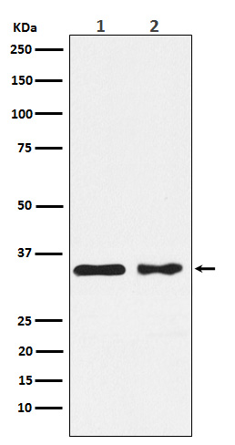 Rabbit monoclonal antibody
