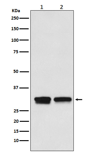 Rabbit monoclonal antibody