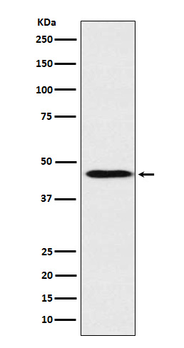 Rabbit monoclonal antibody