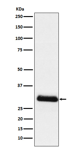Rabbit monoclonal antibody