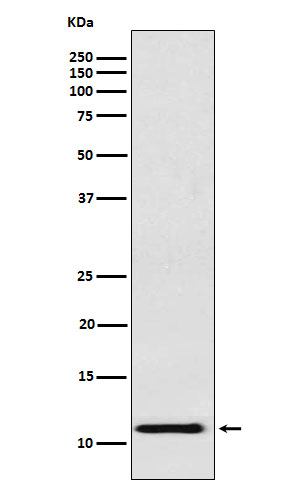Rabbit monoclonal antibody