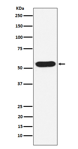 Rabbit monoclonal antibody
