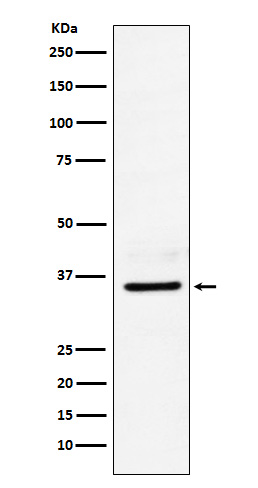 Rabbit monoclonal antibody