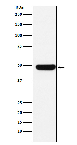 Rabbit monoclonal antibody