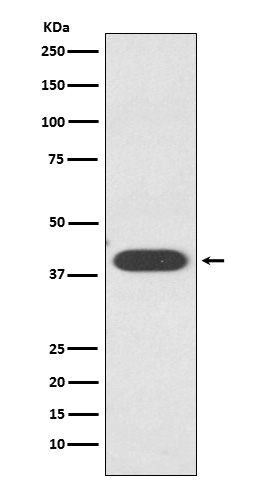 Rabbit monoclonal antibody