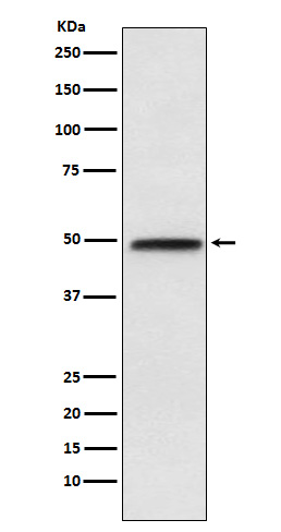 Rabbit monoclonal antibody