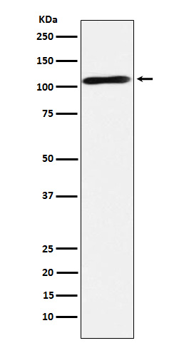 Rabbit monoclonal antibody