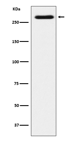 Rabbit monoclonal antibody