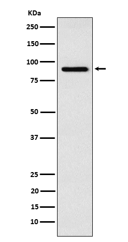 Rabbit monoclonal antibody