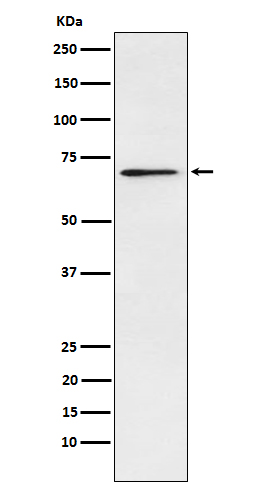 Rabbit monoclonal antibody