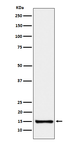 Rabbit monoclonal antibody