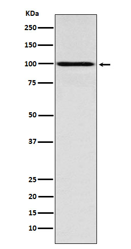 Rabbit monoclonal antibody