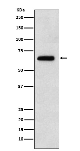 Rabbit monoclonal antibody