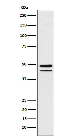 Rabbit monoclonal antibody