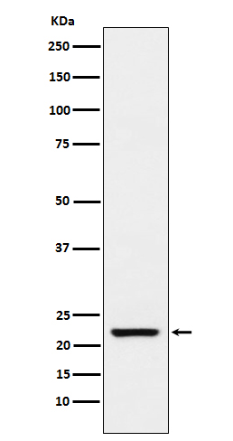 Rabbit monoclonal antibody