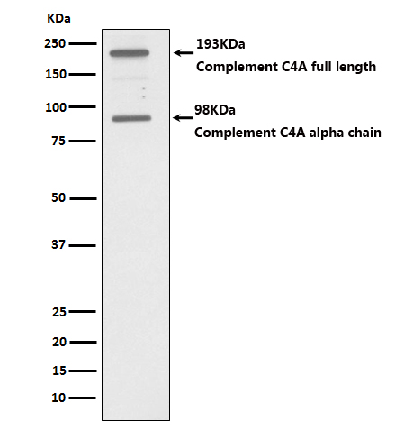Rabbit monoclonal antibody