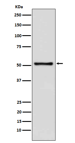 Rabbit monoclonal antibody