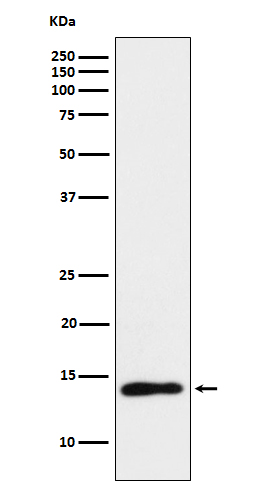 Rabbit monoclonal antibody