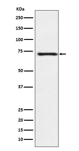 Rabbit monoclonal antibody