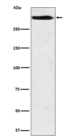 Rabbit monoclonal antibody