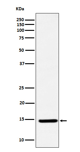 Rabbit monoclonal antibody