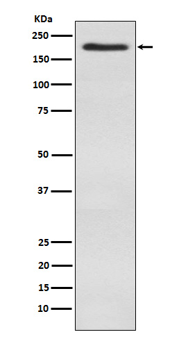 Rabbit monoclonal antibody