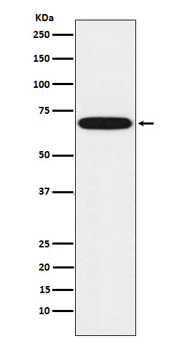 Rabbit monoclonal antibody