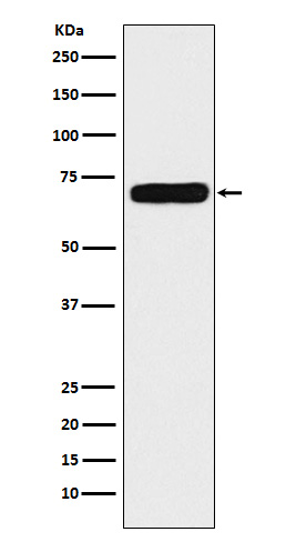 Rabbit monoclonal antibody