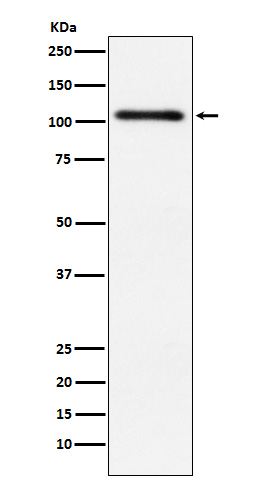 Rabbit monoclonal antibody