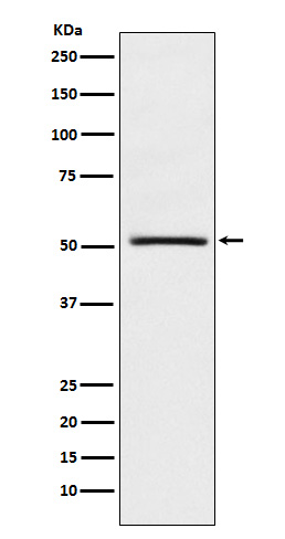 Rabbit monoclonal antibody