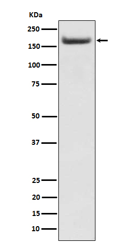 Rabbit monoclonal antibody