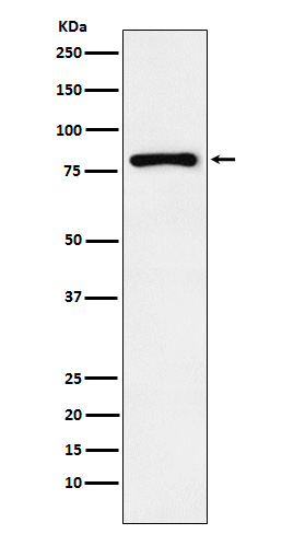 Rabbit monoclonal antibody