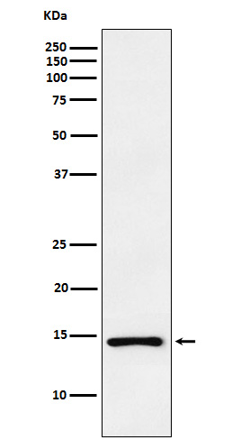 Rabbit monoclonal antibody