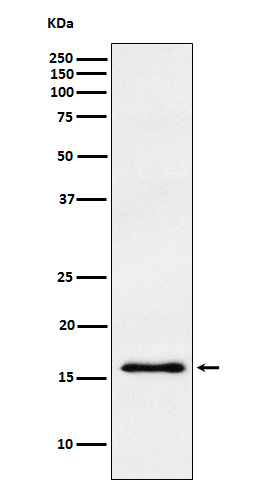 Rabbit monoclonal antibody