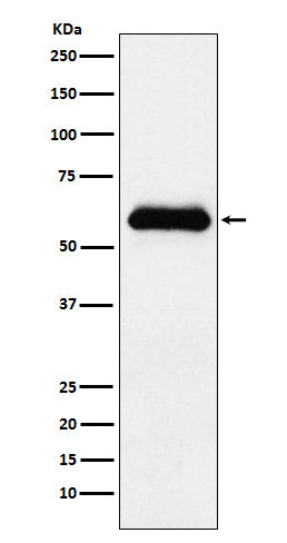 Rabbit monoclonal antibody