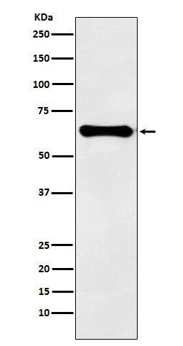 Rabbit monoclonal antibody