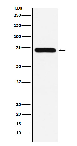 Rabbit monoclonal antibody