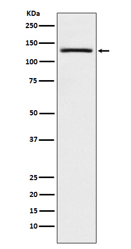 Rabbit monoclonal antibody