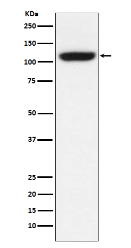 Rabbit monoclonal antibody
