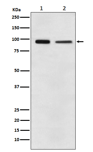 Rabbit monoclonal antibody