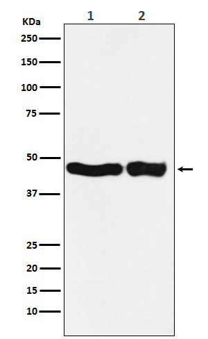Rabbit monoclonal antibody