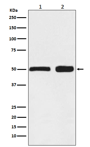 Rabbit monoclonal antibody