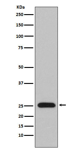 Rabbit monoclonal antibody