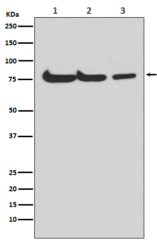 Atg7Rabbit mAb