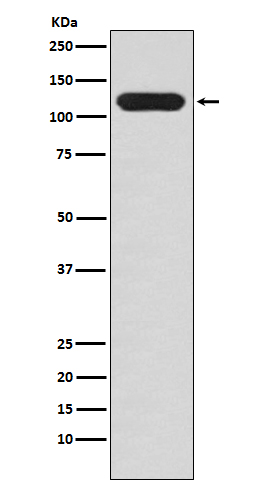 Rabbit monoclonal antibody